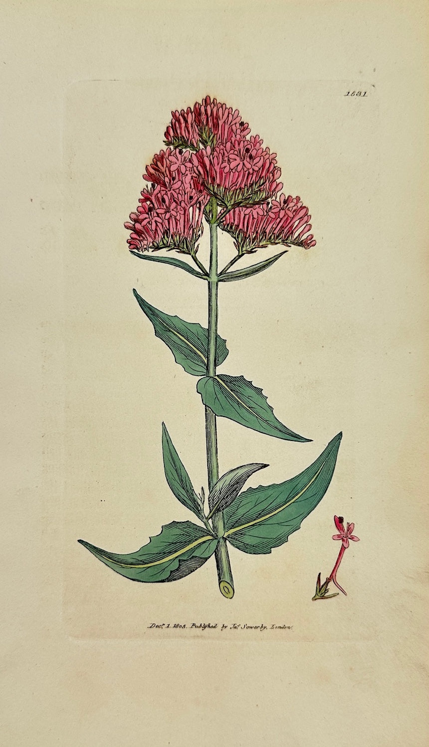 Antique Botanical Print - James Sowerby - Valeriana Rubra - Red Valerian - F1