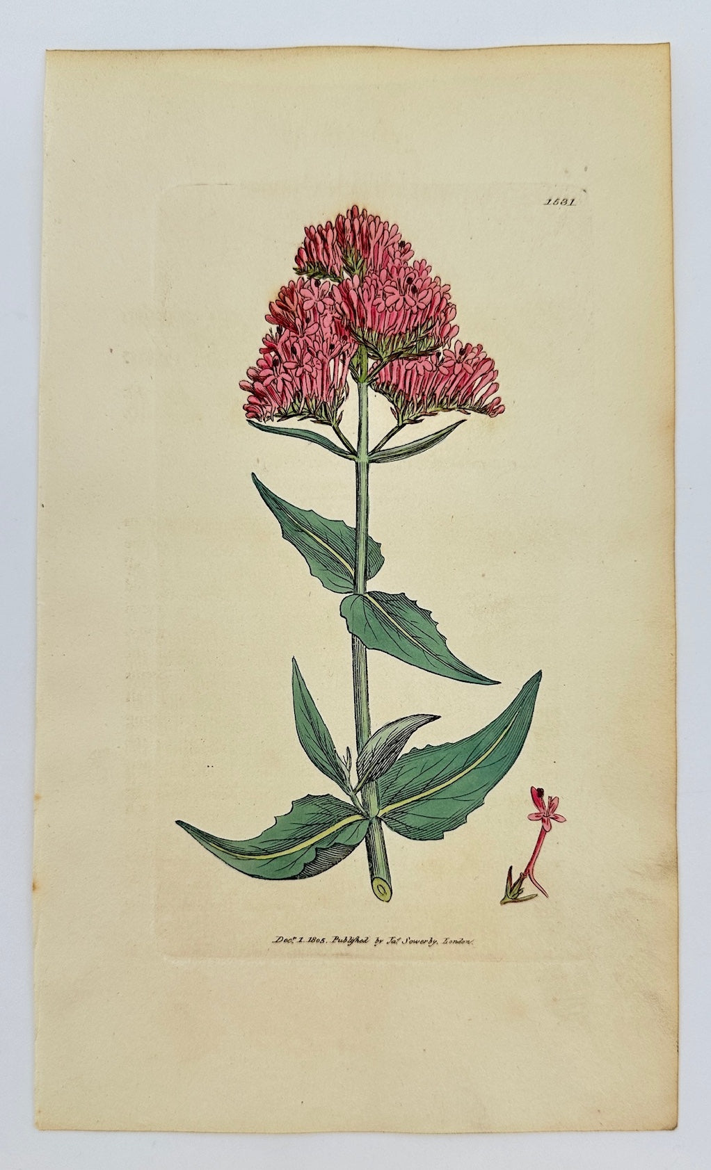 Antique Botanical Print - James Sowerby - Valeriana Rubra - Red Valerian - F1
