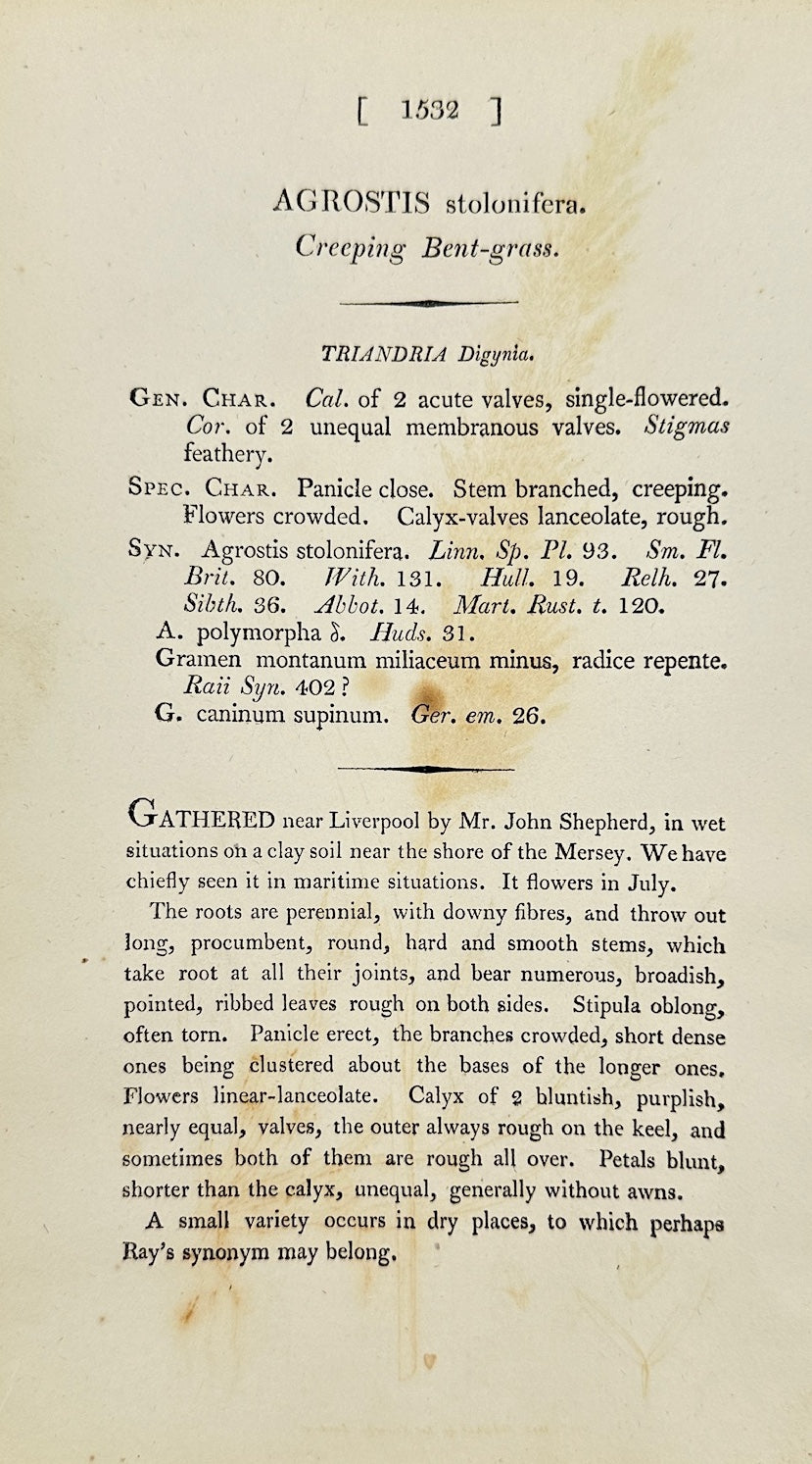 Antique Print - James Sowerby - Agrostis Stolonifera - Creeping Bent-grass - F1