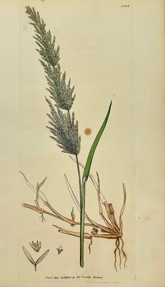 Antique Print - James Sowerby - Agrostis Stolonifera - Creeping Bent-grass - F1