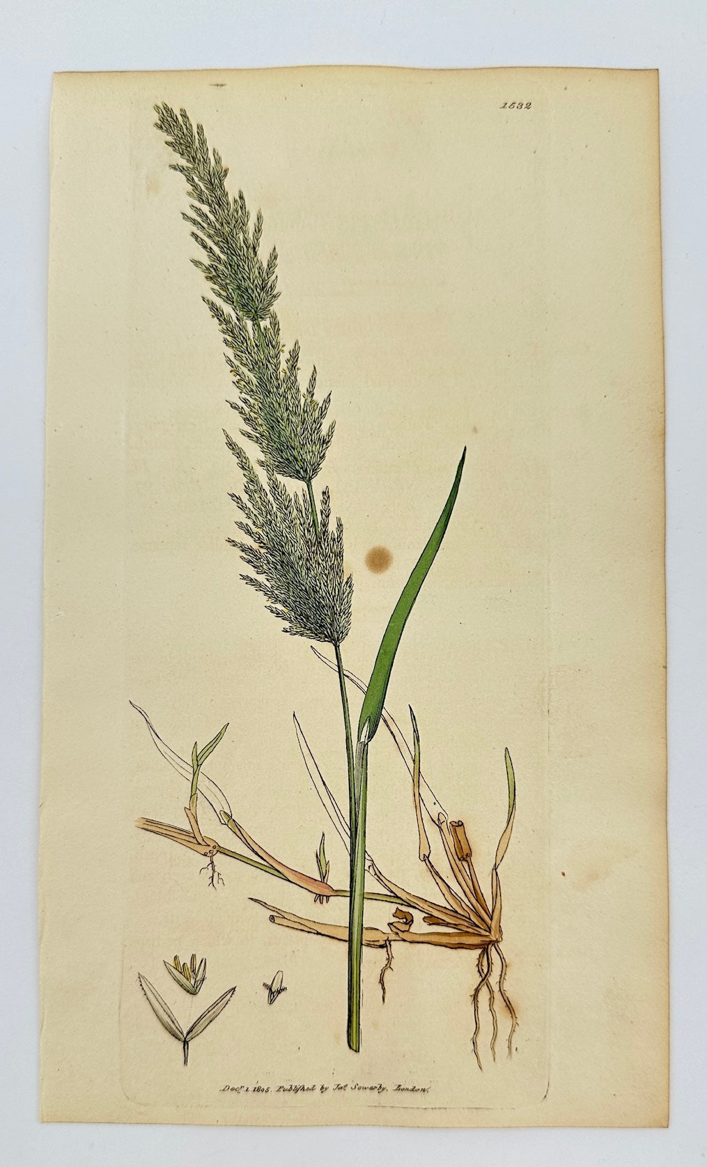 Antique Print - James Sowerby - Agrostis Stolonifera - Creeping Bent-grass - F1