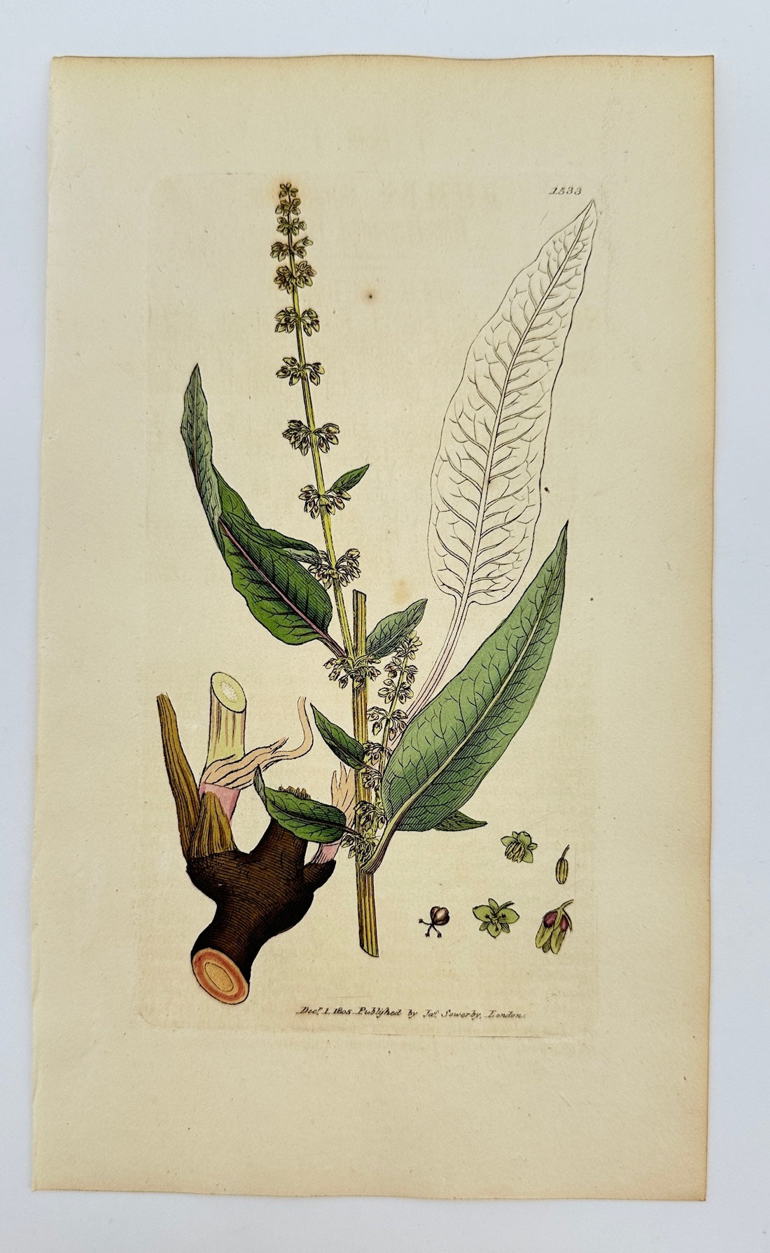 Antique Print - James Sowerby - Rumex Sanguineus - Bloody-veined Dock - F1