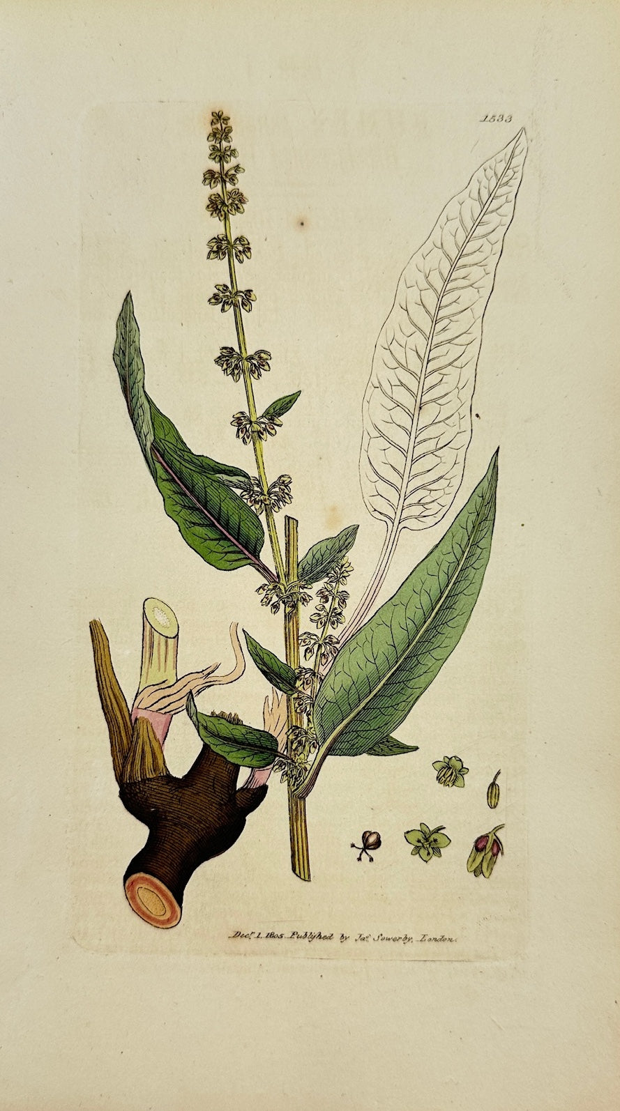 Antique Print - James Sowerby - Rumex Sanguineus - Bloody-veined Dock - F1