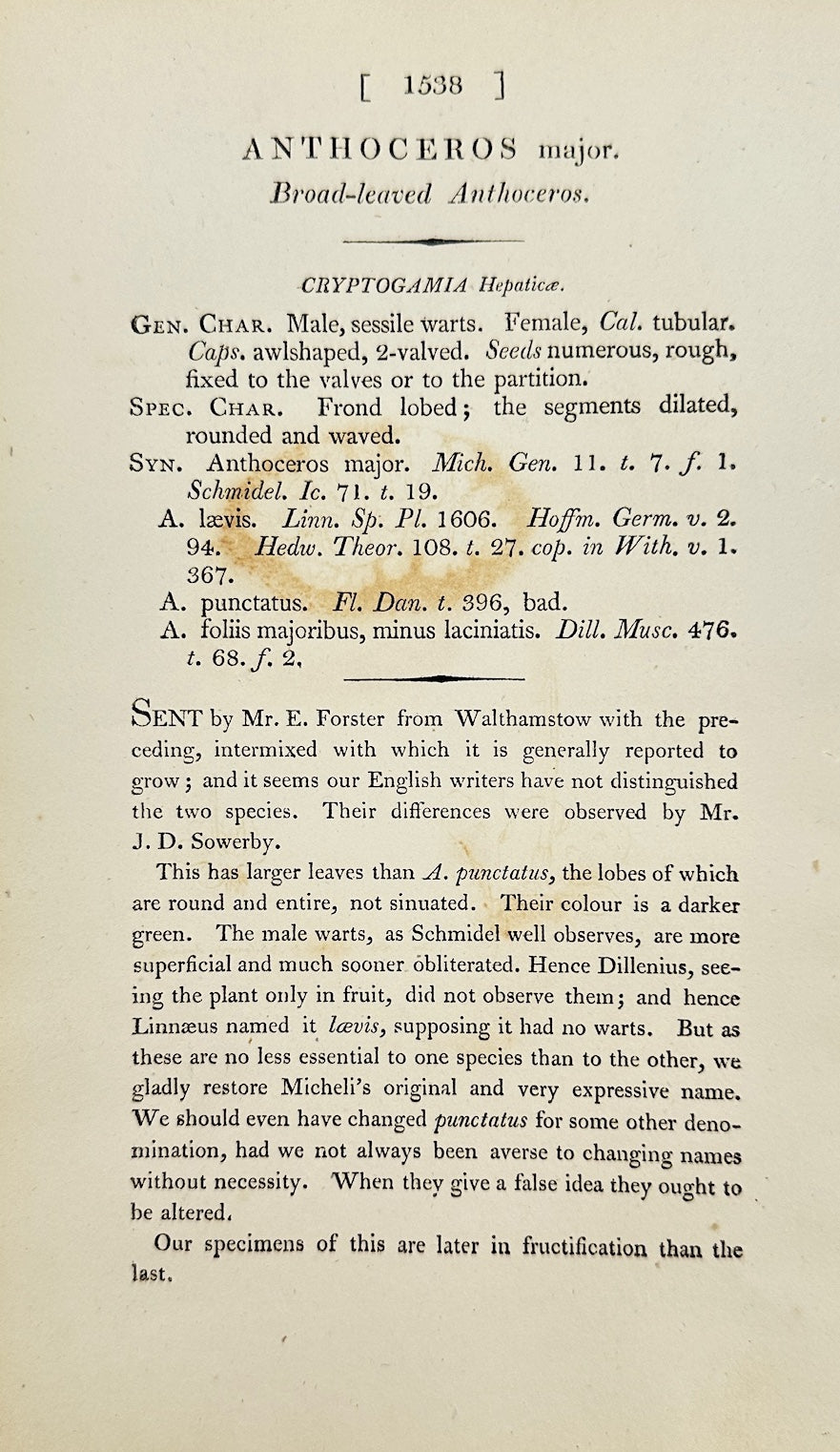 Antique Print - Sowerby - Anthoceros Major - Broad-leaved Anthoceros - F1