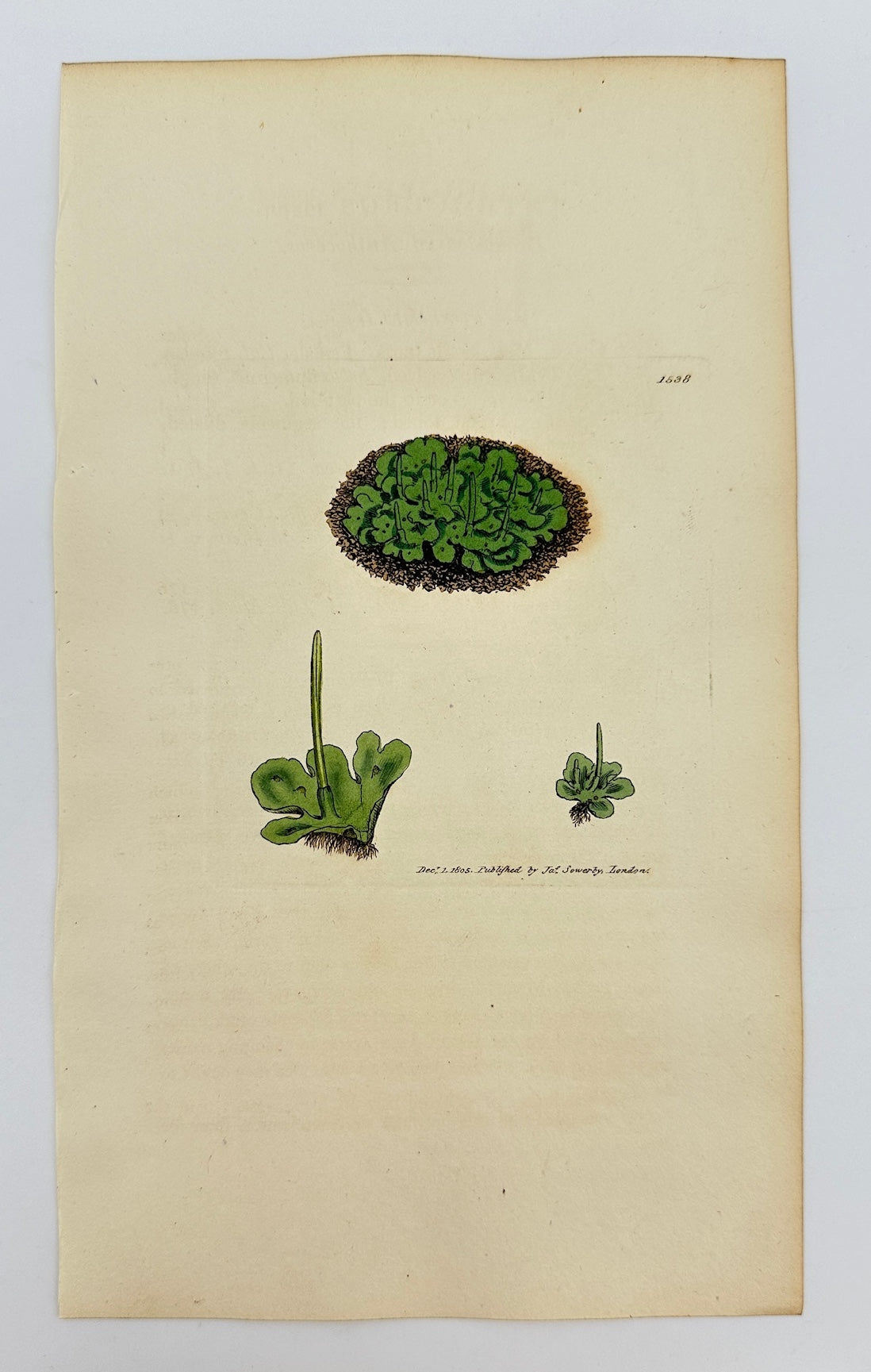 Antique Print - Sowerby - Anthoceros Major - Broad-leaved Anthoceros - F1