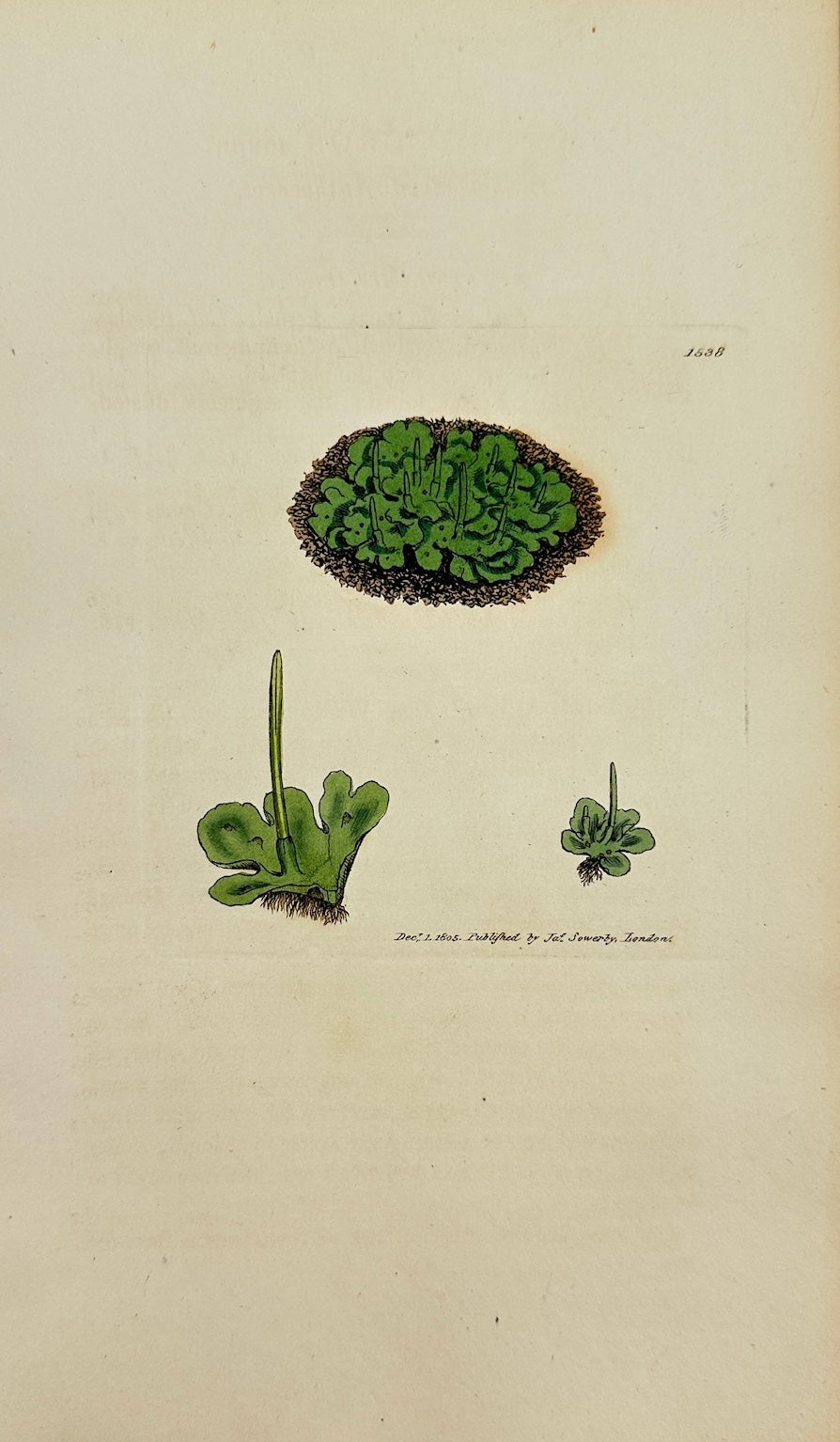 Antique Print - Sowerby - Anthoceros Major - Broad-leaved Anthoceros - F1