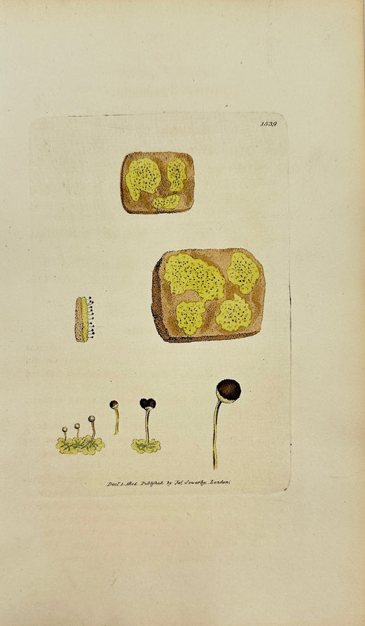 Antique Print - Sowerby - Lichen Capitatus - Sulphurcous Pin-headed Lichen - F1