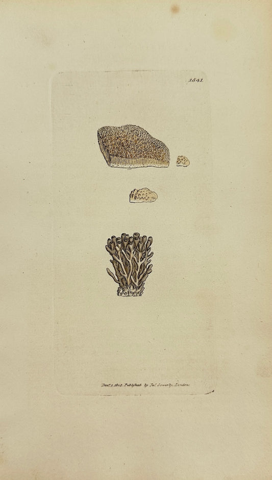 Antique Print - Sowerby - Lichen Corallinus - White Coral-crusted Lichen - F1