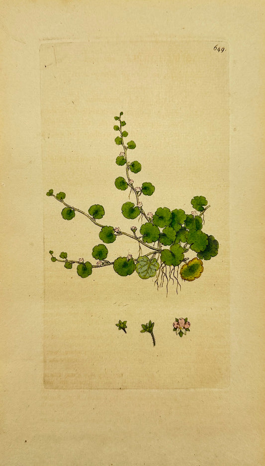 Antique Print - James Sowerby  - Sibthorpia Europaea - Cornish Moneywort - F1
