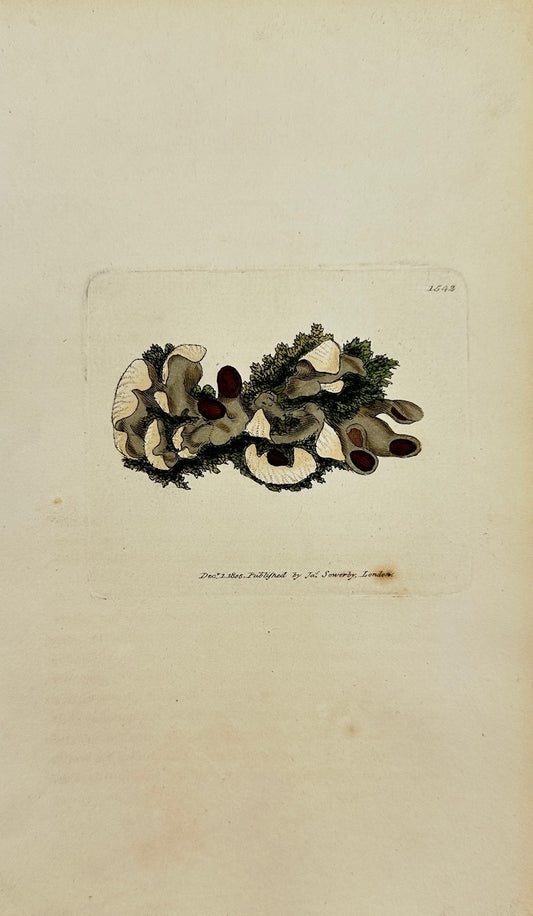 Antique Print - Sowerby - Lichen Spurius - Imperfectly-veined Lichen - F1