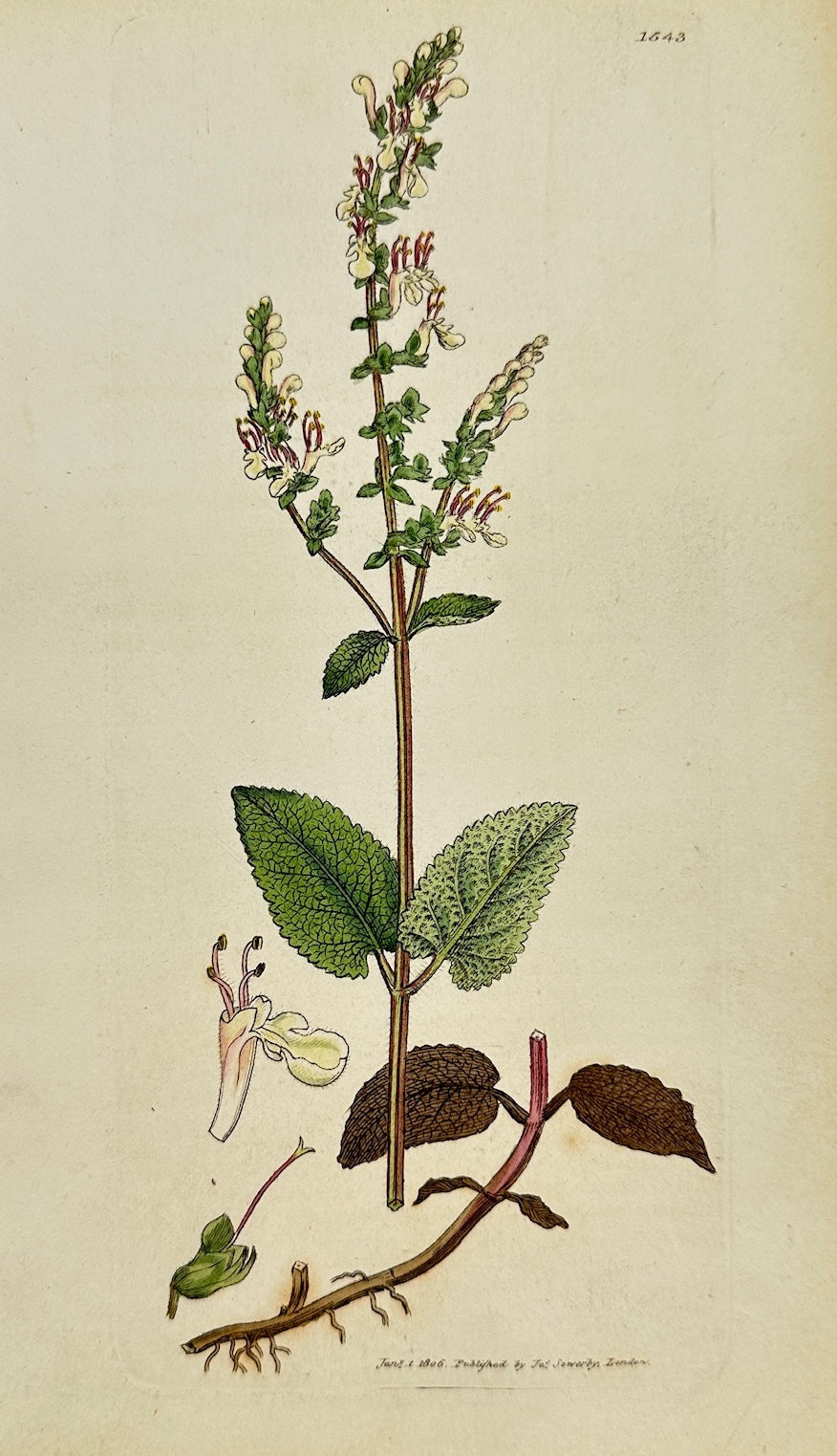 Antique Print - James Sowerby - Teucrium Scorodonia - Wood Germander - F1