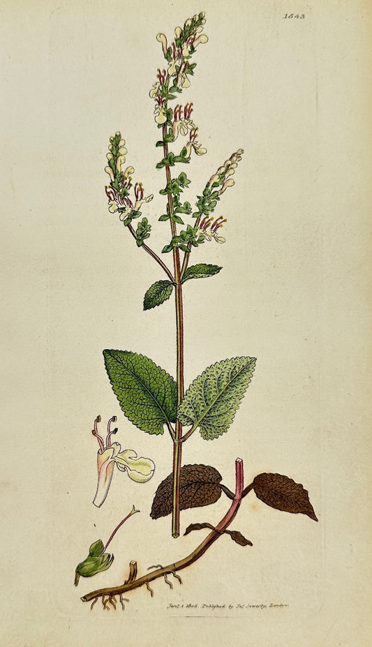 Antique Print - James Sowerby - Teucrium Scorodonia - Wood Germander - F1