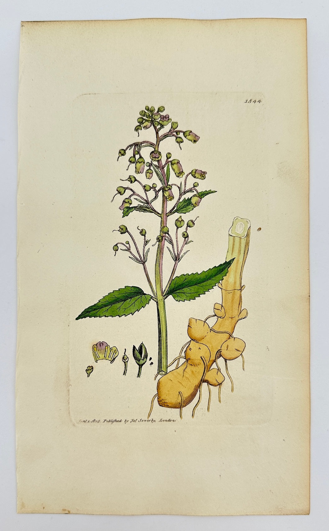 Antique Print - Sowerby - Scrophularia Nodosa - Knotty-rooted Figwort - F1