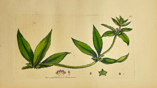 Antique Print - James Sowerby - German Madwort - Asperugo Procumbens - F1