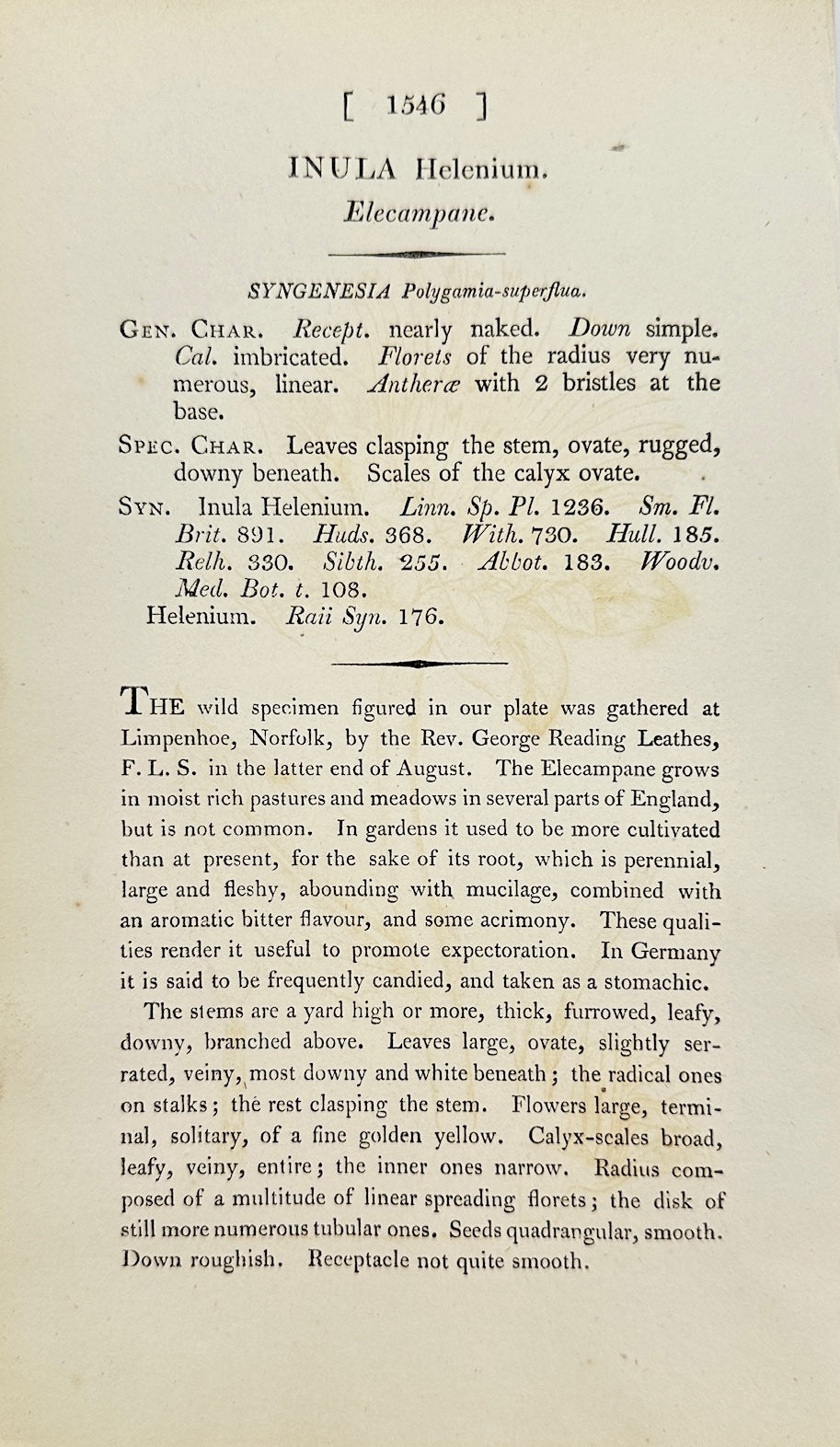 Antique Botanical Print - James Sowerby - Inula Helenium - Elecampane - F1