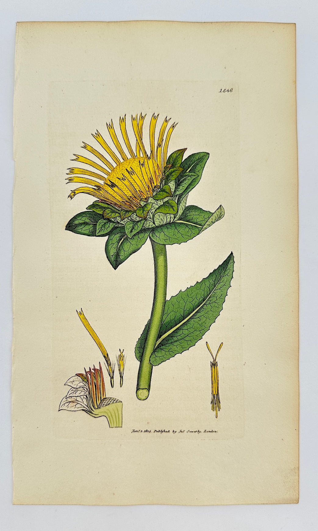Antique Botanical Print - James Sowerby - Inula Helenium - Elecampane - F1