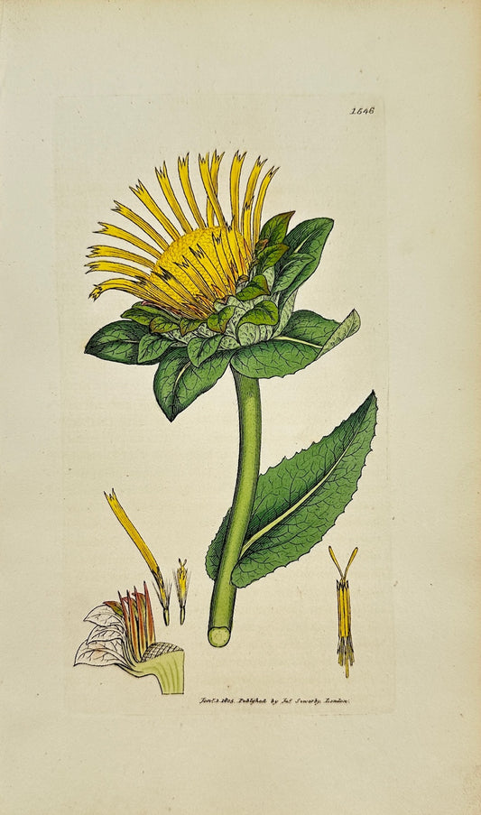 Antique Botanical Print - James Sowerby - Inula Helenium - Elecampane - F1
