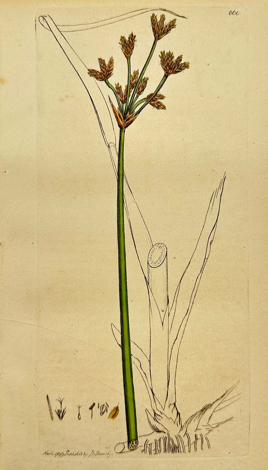 Antique Print - James Sowerby - Schoenoplectus Lacustris - Bulrush - F1