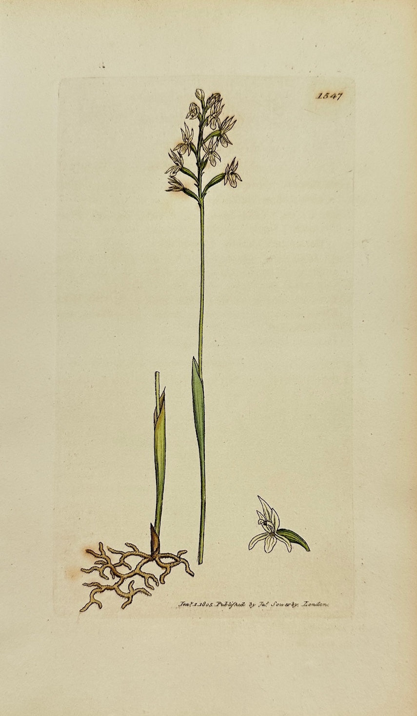 Antique Print - James Sowerby - Ophrys Corallorhiza - Coral-rooted Ophrys - F1