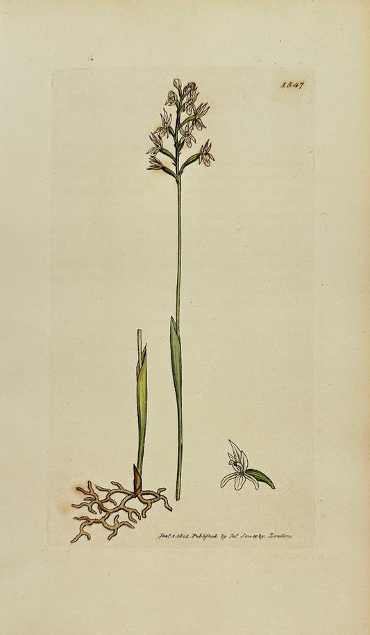 Antique Print - James Sowerby - Ophrys Corallorhiza - Coral-rooted Ophrys - F1