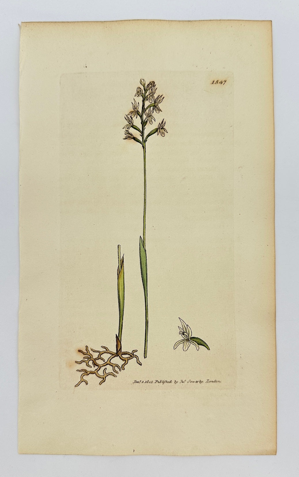 Antique Print - James Sowerby - Ophrys Corallorhiza - Coral-rooted Ophrys - F1