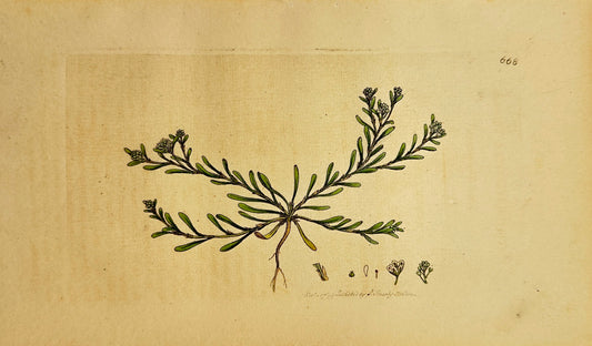 Antique Print - James Sowerby -  Corrigiola Littoralis - Shore Sandwort - F1