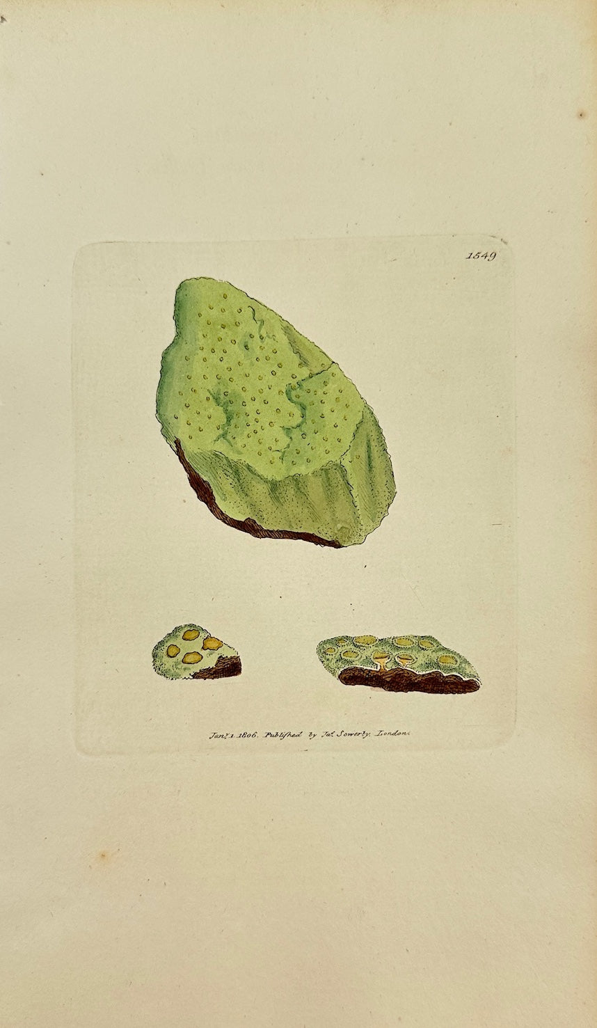 Antique Print - Sowerby - Lichen Orostheus - Sulphurcous Mountain Lichen -  F1