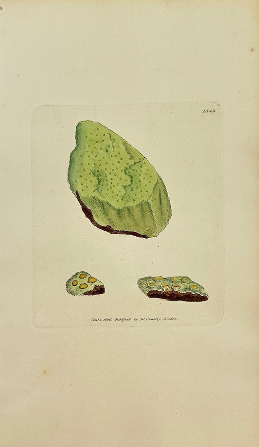Antique Print - Sowerby - Lichen Orostheus - Sulphurcous Mountain Lichen -  F1