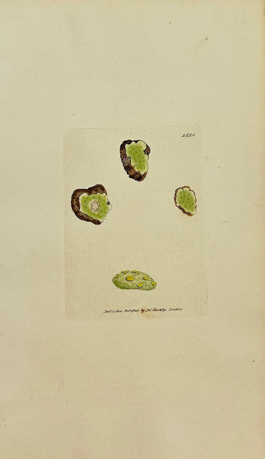 Antique Print - Sowerby - Lichen Jucidus - Lemon-coloured Rock Lichen -  F1