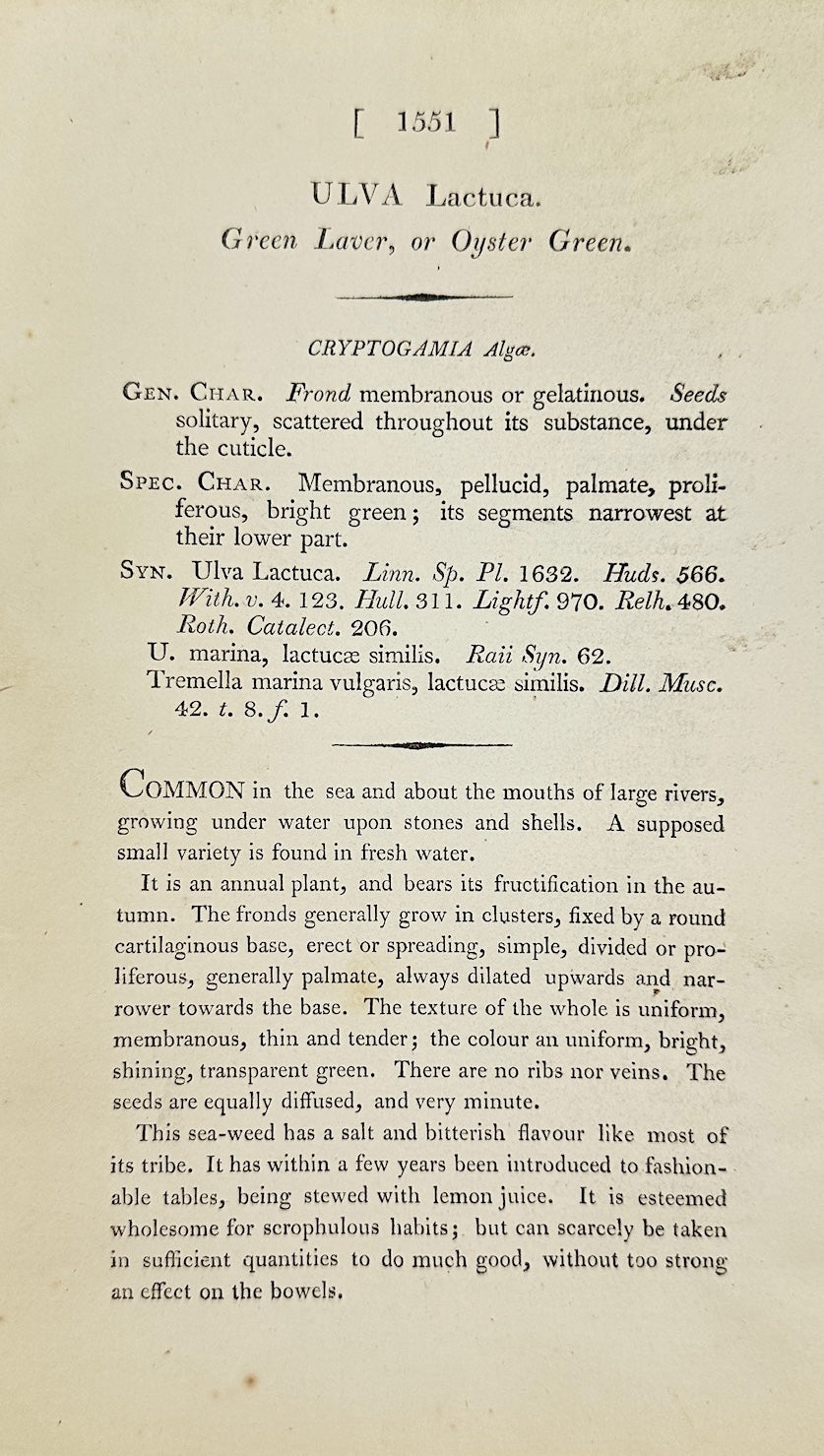 Antique Botanical Print - James Sowerby - Ulva Lactuca - Green Laver -  F1