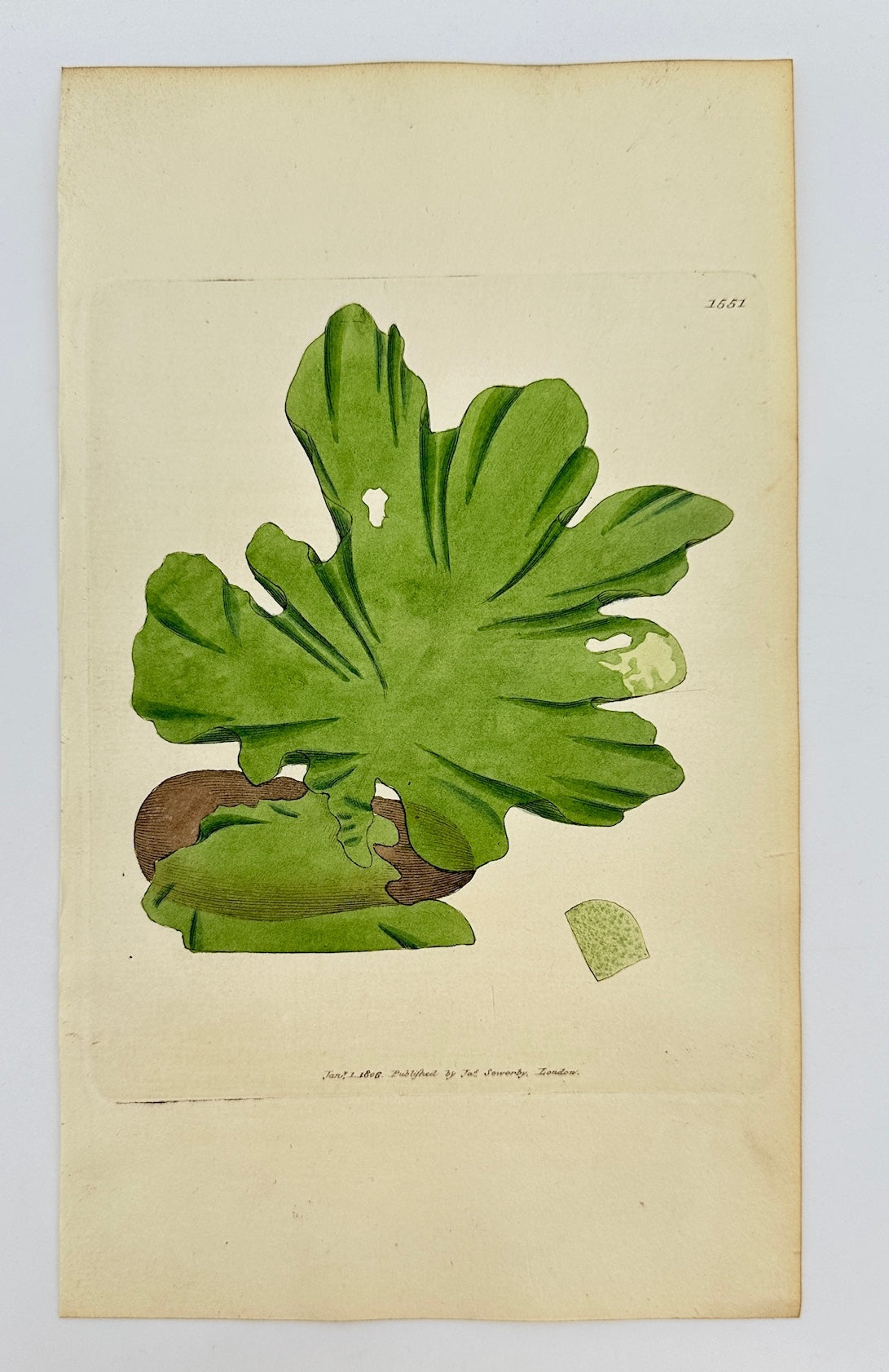 Antique Botanical Print - James Sowerby - Ulva Lactuca - Green Laver -  F1