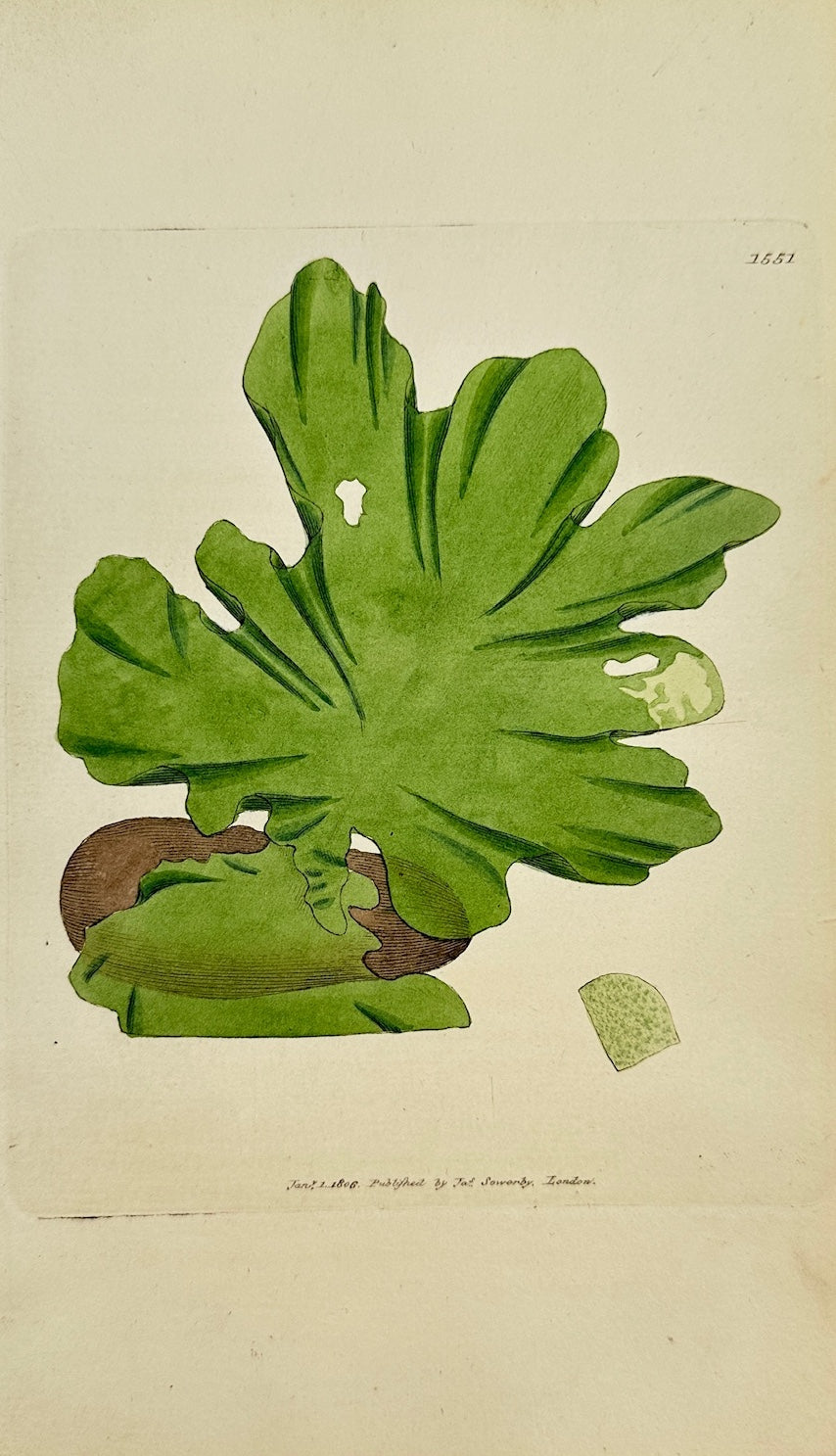 Antique Botanical Print - James Sowerby - Ulva Lactuca - Green Laver -  F1