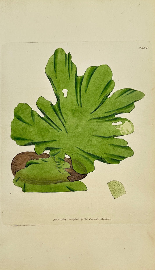 Antique Botanical Print - James Sowerby - Ulva Lactuca - Green Laver -  F1