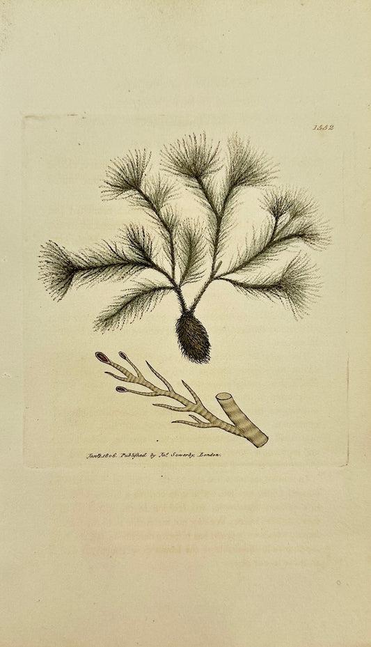 Antique Print - Sowerby - Conferva Scoparia - Clustered Brown Conferva -  F1