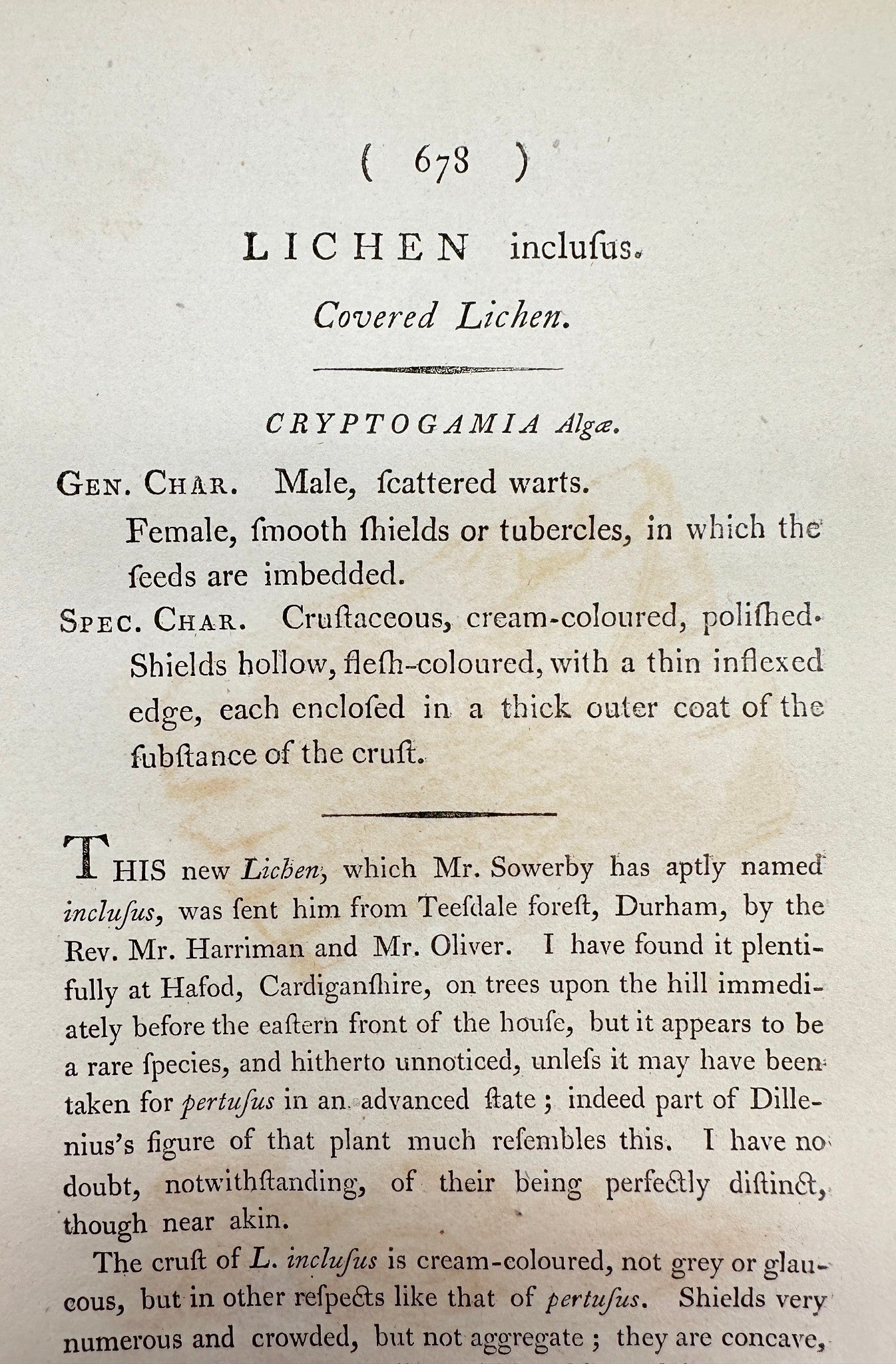 Antique Print - James Sowerby - Lichen Inclufus - Covered Lichen - F1