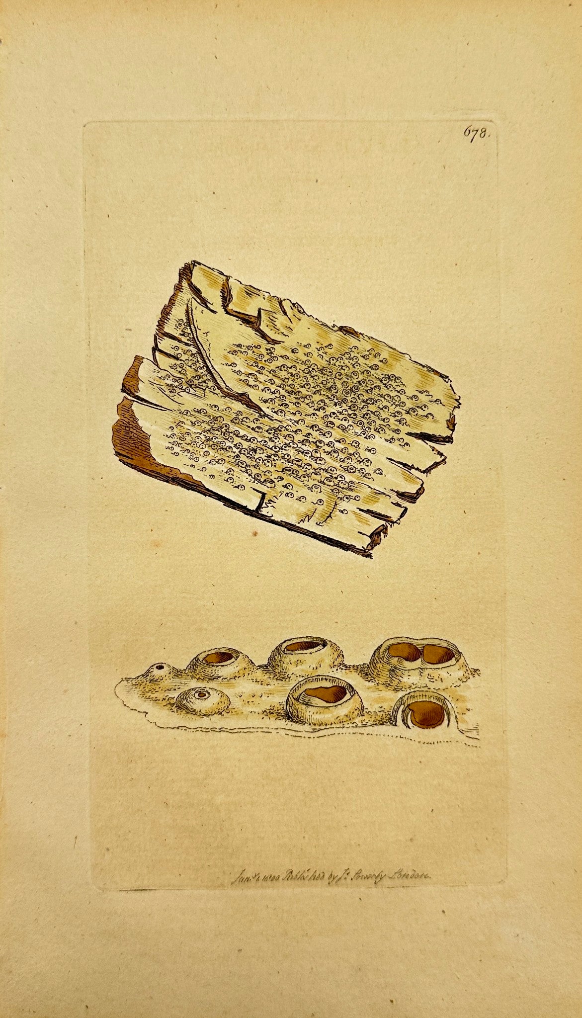 Antique Print - James Sowerby - Lichen Inclufus - Covered Lichen - F1