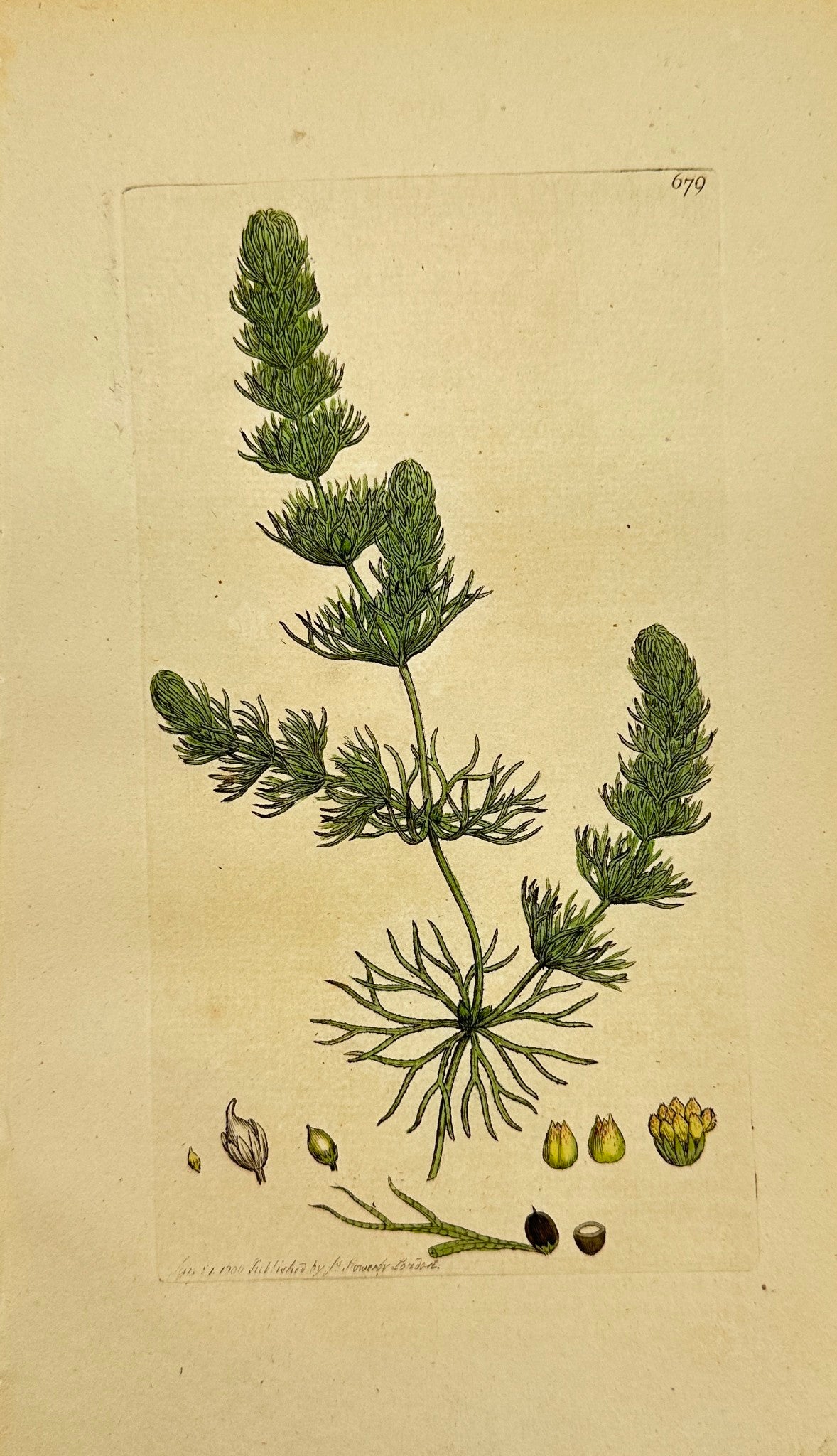 Antique Print - James Sowerby - Ceratophyllum Submersum - Unarmed Hornwort - F1