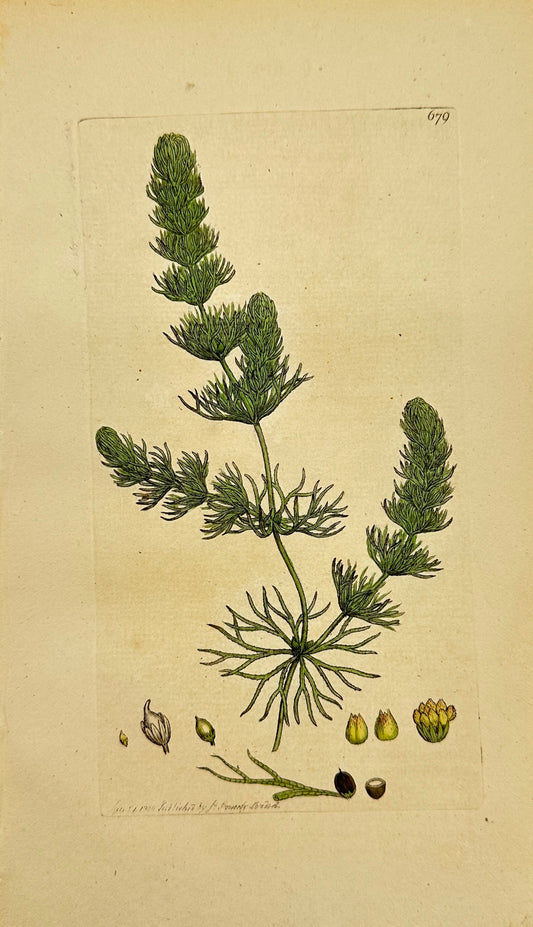 Antique Print - James Sowerby - Ceratophyllum Submersum - Unarmed Hornwort - F1