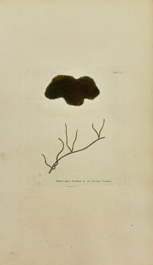 Antique Print - Sowerby - Conferva Myochrous - Alpine Mouse-skin Conferva -  F1