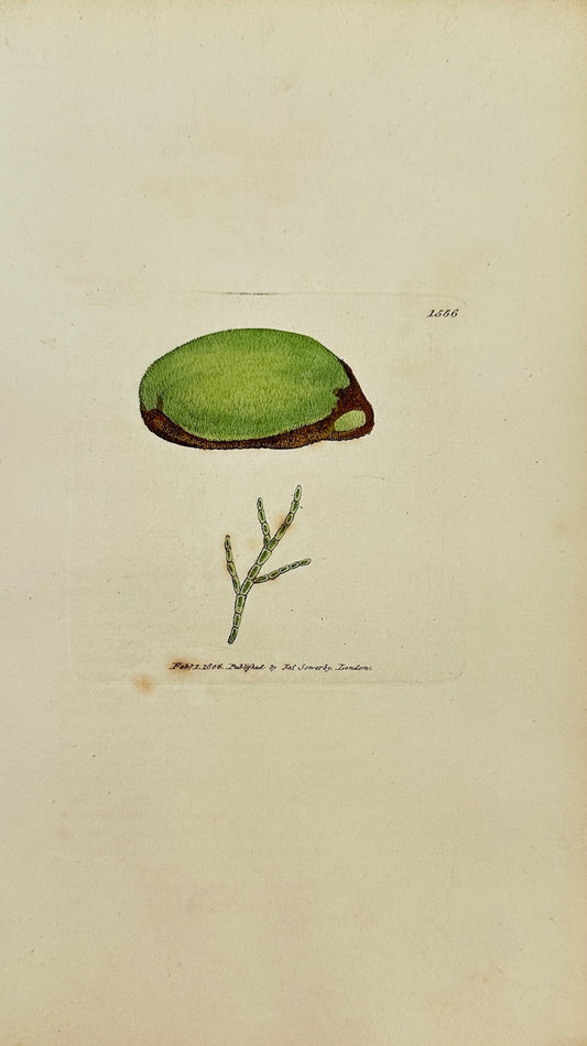 Antique Print - Sowerby - Conferva Velutina - Green Velvet Conferva -  F1