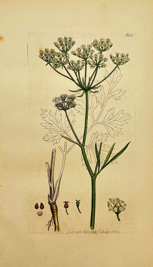 Antique Print - James Sowerby - Ligusticum Cornubiense - Cornish Lovage - F1