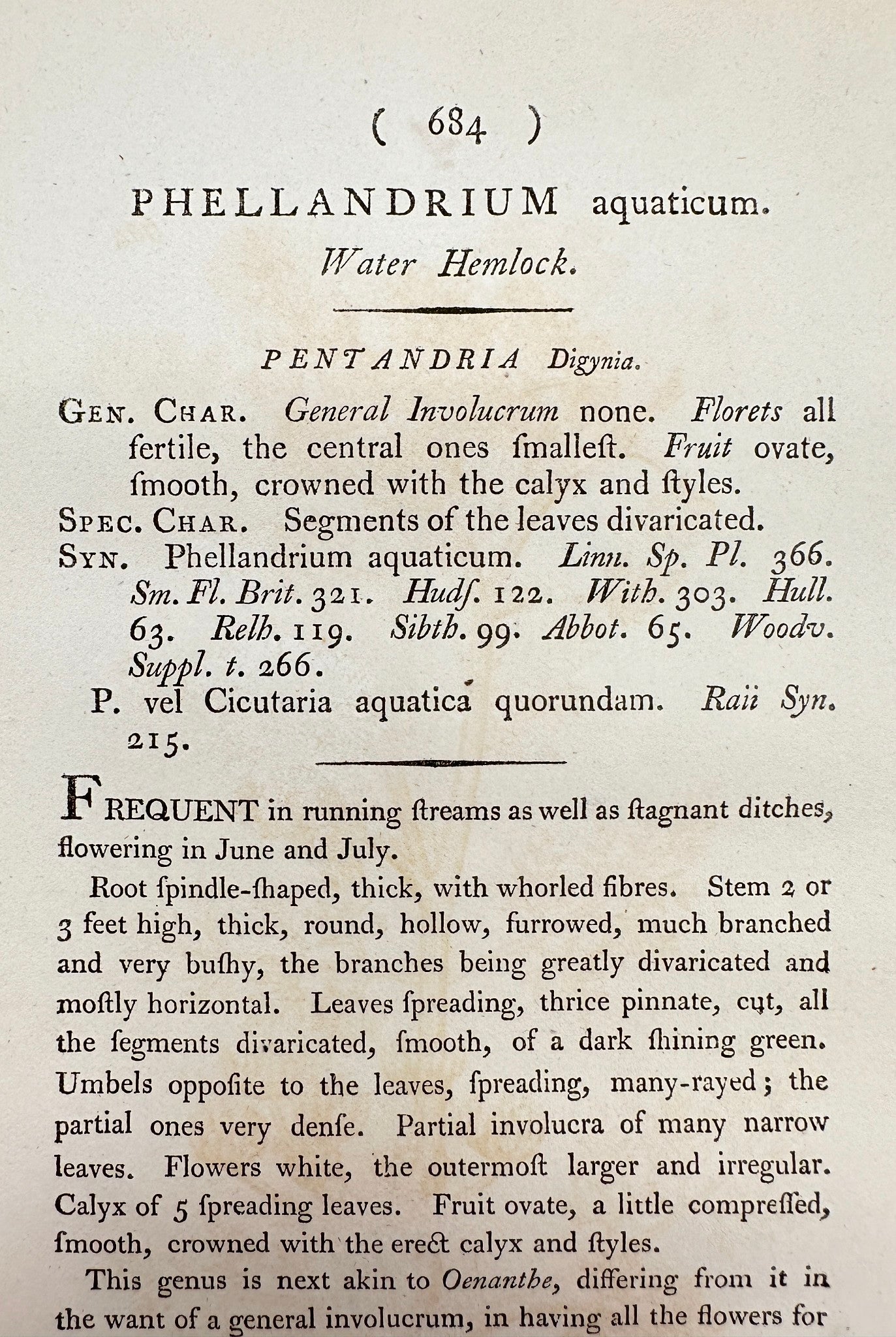 Antique Print - James Sowerby - Phellandrium Aquaticum - Water Hemlock - F1