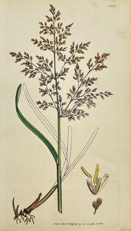 Antique Botanical Print - James Sowerby - Aira Aquatica - Water Hair-grass -  F1