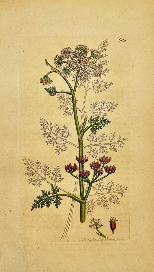 Antique Print - James Sowerby - Phellandrium Aquaticum - Water Hemlock - F1