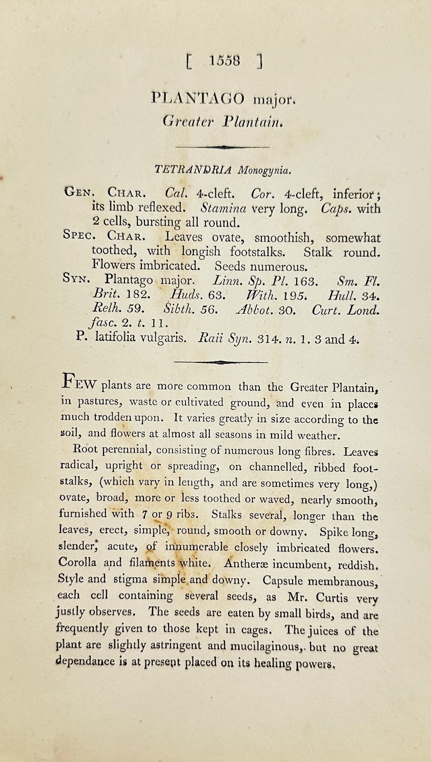 Antique Botanical Print - James Sowerby - Plantago Major - Greater Plantain - F1