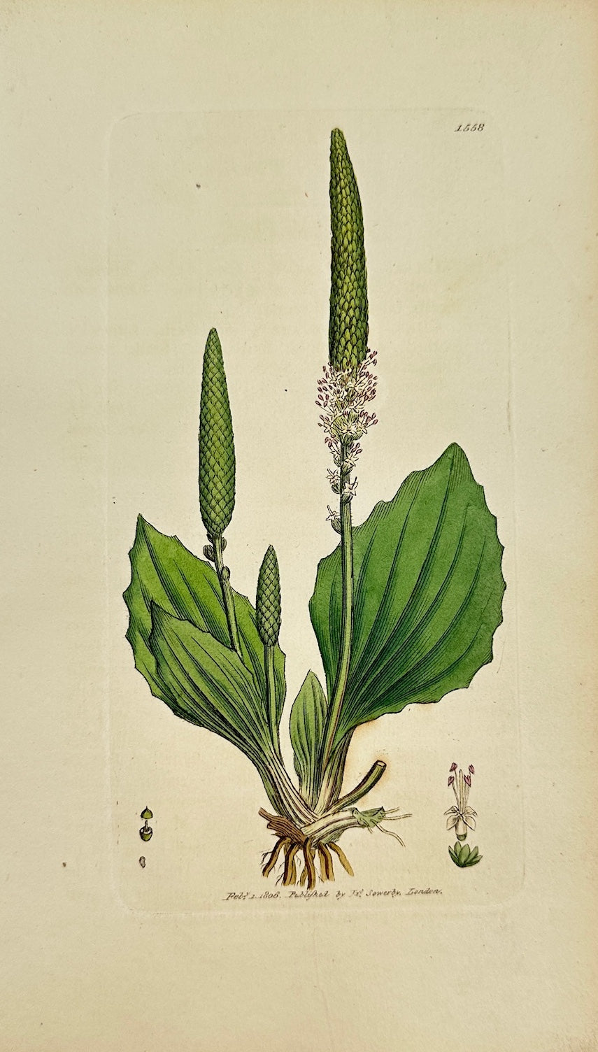 Antique Botanical Print - James Sowerby - Plantago Major - Greater Plantain - F1
