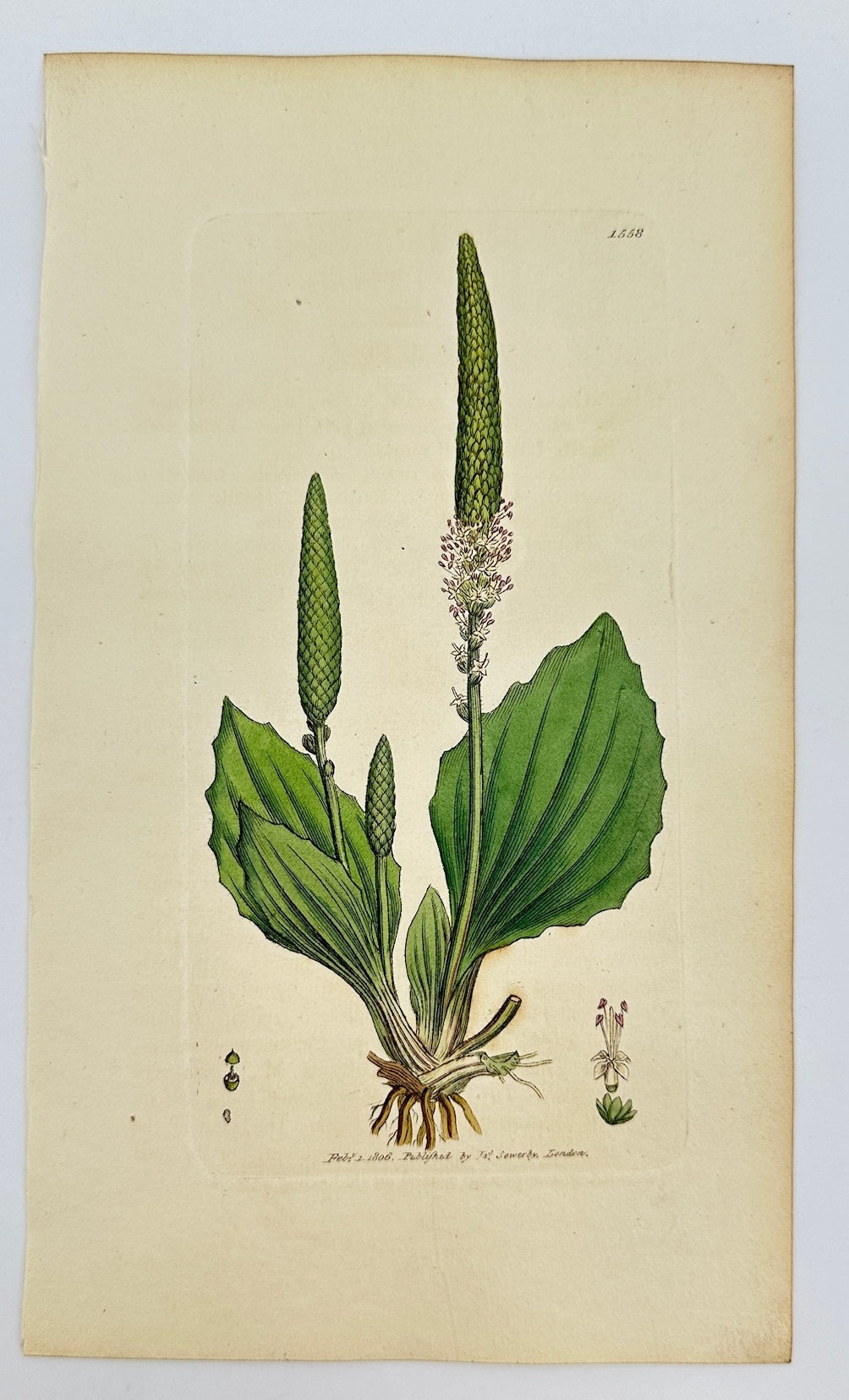Antique Botanical Print - James Sowerby - Plantago Major - Greater Plantain - F1