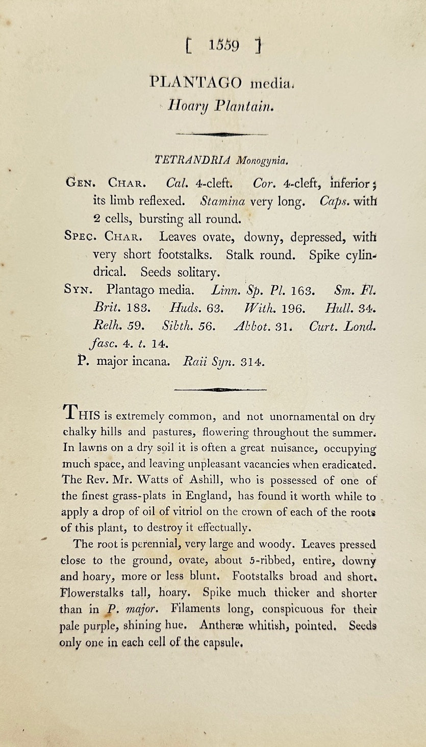 Antique Botanical Print - James Sowerby - Plantago Media - Hoary Plantain - F1