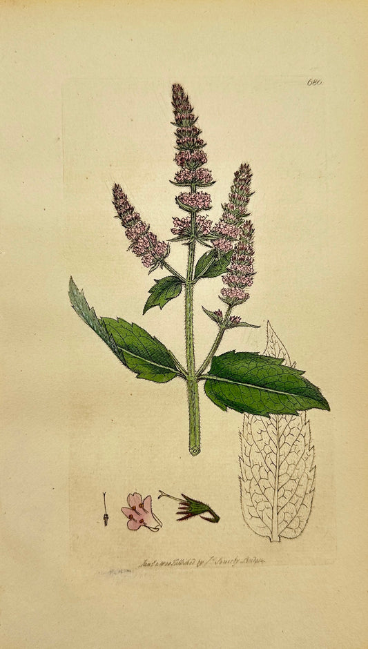 Antique Botanical Print - James Sowerby - Mentha Filvеstris - Horse Mint - F1