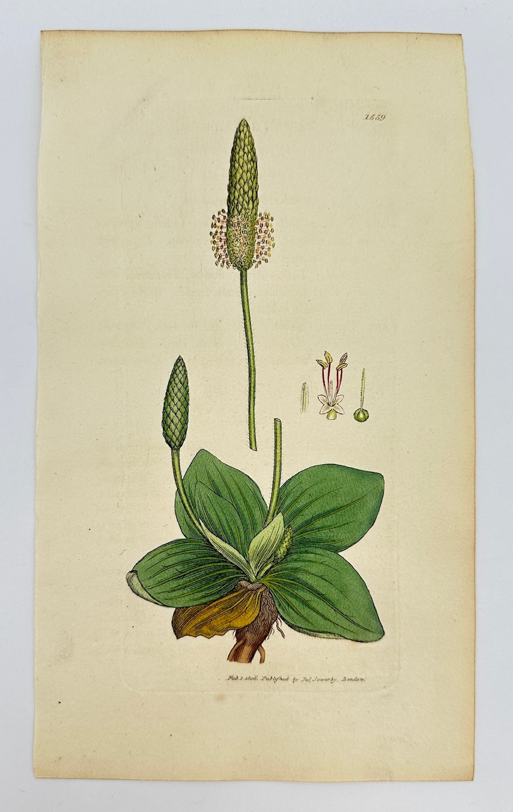 Antique Botanical Print - James Sowerby - Plantago Media - Hoary Plantain - F1